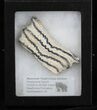 Mammoth Molar Slice With Case - South Carolina #40103-1